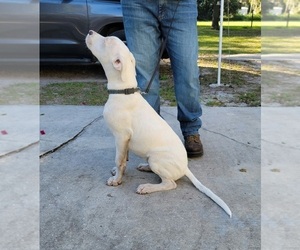 Dogo Argentino Puppy for sale in MULBERRY, FL, USA