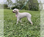 Small #2 Poodle (Miniature)
