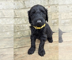 Labradoodle Puppy for sale in WILLIAMSTOWN, KY, USA