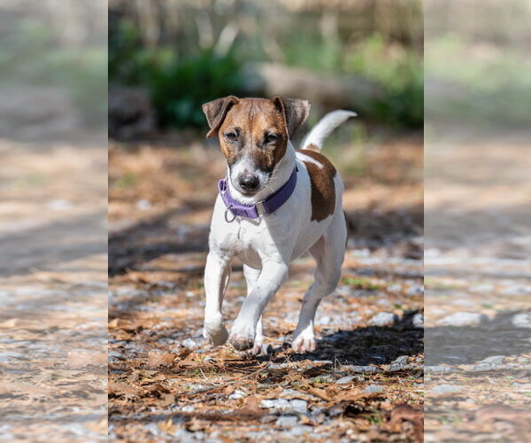 Medium Photo #1 Jack Russell Terrier Puppy For Sale in Lancaster, PA, USA