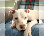 Small Photo #3 Mutt Puppy For Sale in Catasauqua, PA, USA