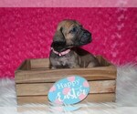 Small Photo #1 Great Dane Puppy For Sale in EAGLE MOUNTAIN, UT, USA