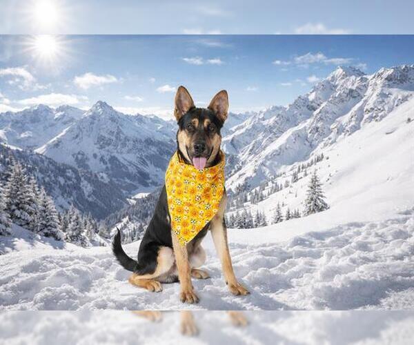 Medium Photo #1 German Shepherd Dog-Unknown Mix Puppy For Sale in San Andreas, CA, USA