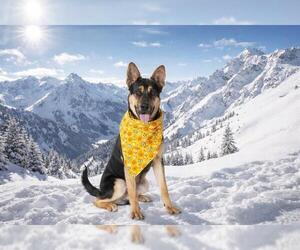 German Shepherd Dog-Unknown Mix Dogs for adoption in San Andreas, CA, USA