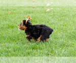 Small #8 Yorkshire Terrier