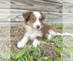 Miniature Australian Shepherd Puppy for sale in ORLANDO, FL, USA