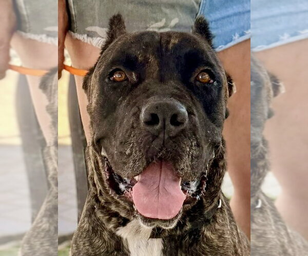 Medium Photo #4 Mutt Puppy For Sale in Goodyear, AZ, USA