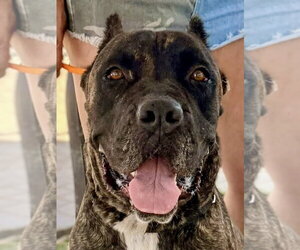 Preston - REDUCED ADOPTION DONATION - Male Mutt Dog for Adoption - Photo #4