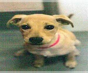 Labrador Retriever-Unknown Mix Dogs for adoption in San Martin, CA, USA