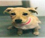 Small Labrador Retriever Mix