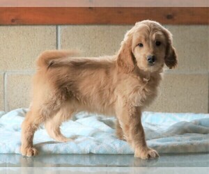 Goldendoodle (Miniature) Puppy for sale in FREDERICKSBG, OH, USA