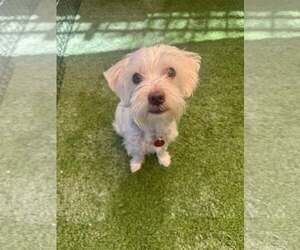 Maltese-Unknown Mix Dogs for adoption in Tempe , AZ, USA