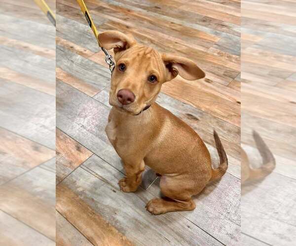 Medium Photo #17 Labrador Retriever-Unknown Mix Puppy For Sale in New York, NY, USA