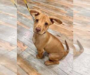 Peanut (AL) - Male Labrador Retriever-Unknown Mix Dog for Adoption - Photo #17