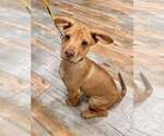 Small #16 Labrador Retriever Mix