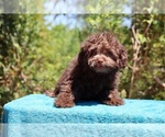 Small #12 ShihPoo