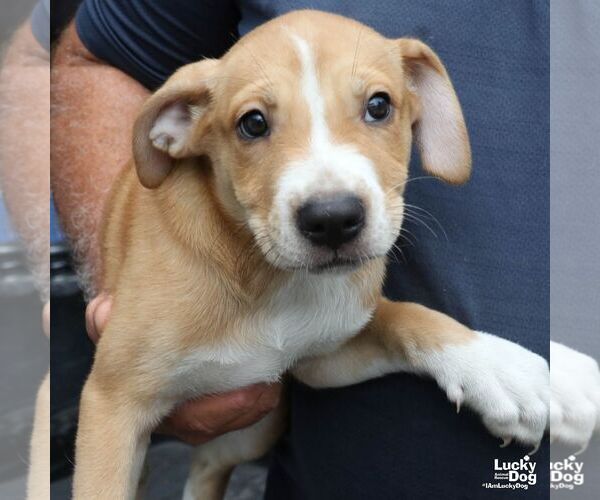 Medium Photo #5 Retriever -Unknown Mix Puppy For Sale in Washington, DC, USA