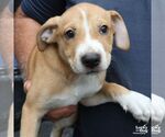 Small #4 Retriever  Mix