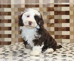 Bernedoodle (Miniature) Puppy for sale in DENVER, PA, USA