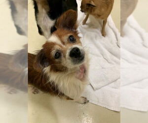 Chihuahua Dogs for adoption in Fremont, CA, USA