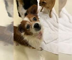 Small Chihuahua