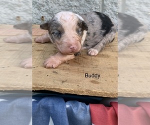 Australian Shepherd Puppy for sale in ARBA, IN, USA
