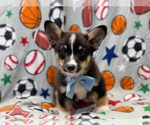 Pembroke Welsh Corgi Puppy for sale in LAKELAND, FL, USA