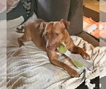 Small #3 American Pit Bull Terrier Mix