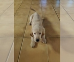 Small Photo #2 Golden Retriever Puppy For Sale in FAYETTEVILLE, TN, USA