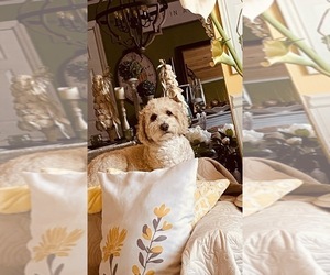 Father of the Goldendoodle (Miniature) puppies born on 06/17/2026