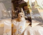 Small Photo #1 Goldendoodle (Miniature) Puppy For Sale in LILLINGTON, NC, USA