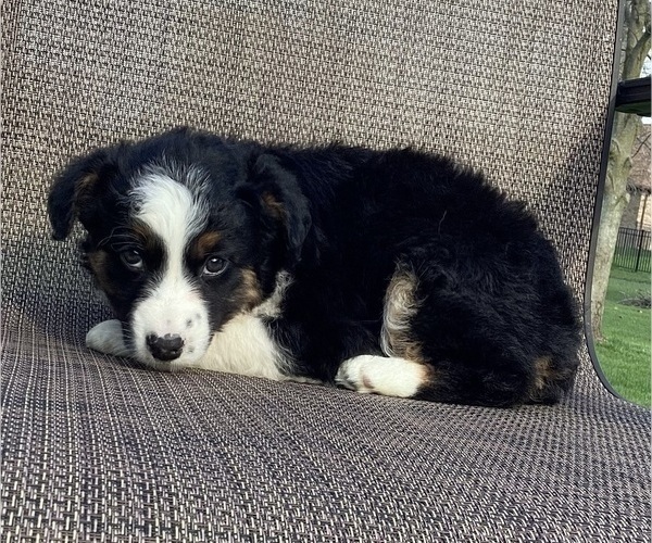 Medium Photo #17 Australian Cattle Dog-Border Collie Mix Puppy For Sale in RICHMOND, MI, USA