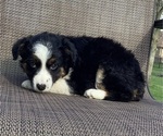 Small Photo #17 Australian Cattle Dog-Border Collie Mix Puppy For Sale in RICHMOND, MI, USA