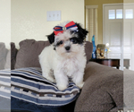 Small Photo #1 Mal-Shi Puppy For Sale in SANTA CLARITA, CA, USA