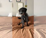 Small #1 Labradoodle