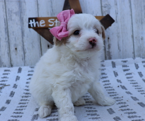 Medium Photo #4 Pom-A-Poo-Poodle (Miniature) Mix Puppy For Sale in HONEY BROOK, PA, USA