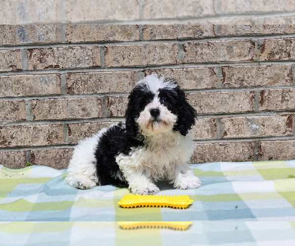 Medium Photo #2 Havapoo Puppy For Sale in GUTHRIE, KY, USA