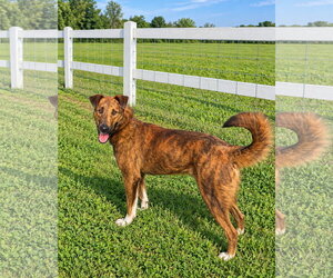 Scout - Male Mutt Dog for Adoption - Photo #2