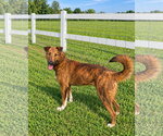 Small Photo #2 Mutt Puppy For Sale in Unionville, PA, USA