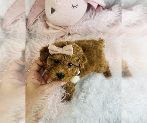 Medium Photo #16 Poodle (Toy) Puppy For Sale in NAPLES, FL, USA