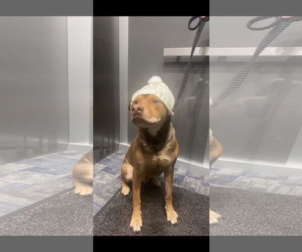 Medium Photo #3 American Pit Bull Terrier-Unknown Mix Puppy For Sale in Minneapolis, MN, USA