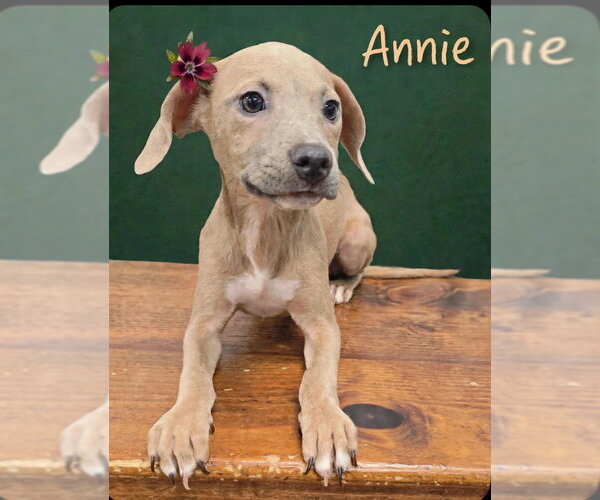 Medium Photo #3 Beagle-Unknown Mix Puppy For Sale in New York, NY, USA