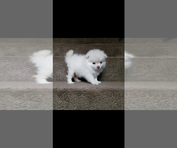 Medium Photo #4 Pomeranian Puppy For Sale in PALMDALE, CA, USA