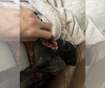 Small Photo #43 German Shorthaired Pointer Puppy For Sale in STATE COLLEGE, PA, USA