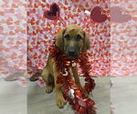 Small #2 Anatolian Shepherd-Redbone Coonhound Mix