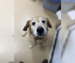 Golden Retriever Dogs for adoption in Chula Vista, CA, USA