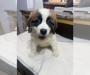 Saint Bernard Puppy for sale in HANNIBAL, MO, USA