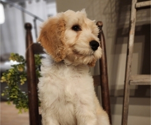 Goldendoodle Puppy for sale in SCOTTSVILLE, KY, USA