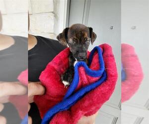 Chihuahua Dogs for adoption in San Antonio, TX, USA
