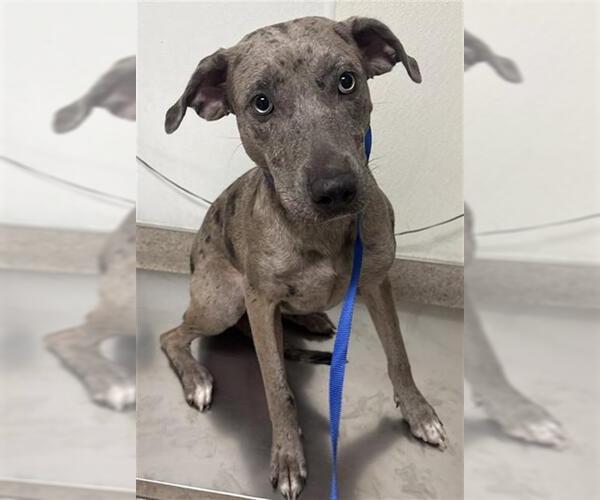 Medium Photo #1 Catahoula Leopard Dog-Unknown Mix Puppy For Sale in Bakersfield, CA, USA
